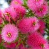 Callistemon Viminalis Bright Pink - Rince Bouteille Pleureur -Promesse Fleurs Boutique Callistemon viminalis Bright Pink 87060 1