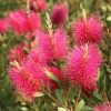 Callistemon Viminalis Hot Pink – Rince Bouteille