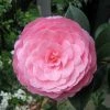 Camélia EG Waterhouse - Camellia (x) Williamsii -Promesse Fleurs Boutique Camelia EG Waterhouse Camellia x williamsii 83891 1