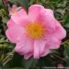 Camélia D'automne - Camellia Sasanqua Plantation Pink -Promesse Fleurs Boutique Camelia Plantation Pink 7985 1