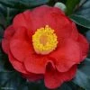Camélia San Dimas - Camellia Japonica -Promesse Fleurs Boutique Camelia San dimas Camellia japonica 82558 1
