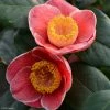 Camelia Sanpei Tsubaki - Camellia Japonica 1 Camelia Sanpei Tsubaki - Camellia Japonica -Promesse Fleurs Boutique Camelia Sanpei Tsubaki 85282 1