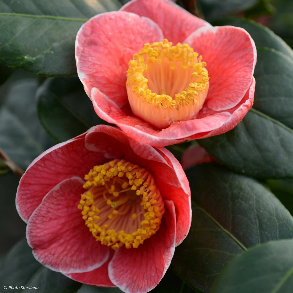 Camelia Sanpei Tsubaki - Camellia Japonica 3 Camelia Sanpei Tsubaki - Camellia Japonica