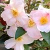 Camélia Champêtre Fairy Blush -Promesse Fleurs Boutique Camelia champetre Fairy blush copyright 16638 1