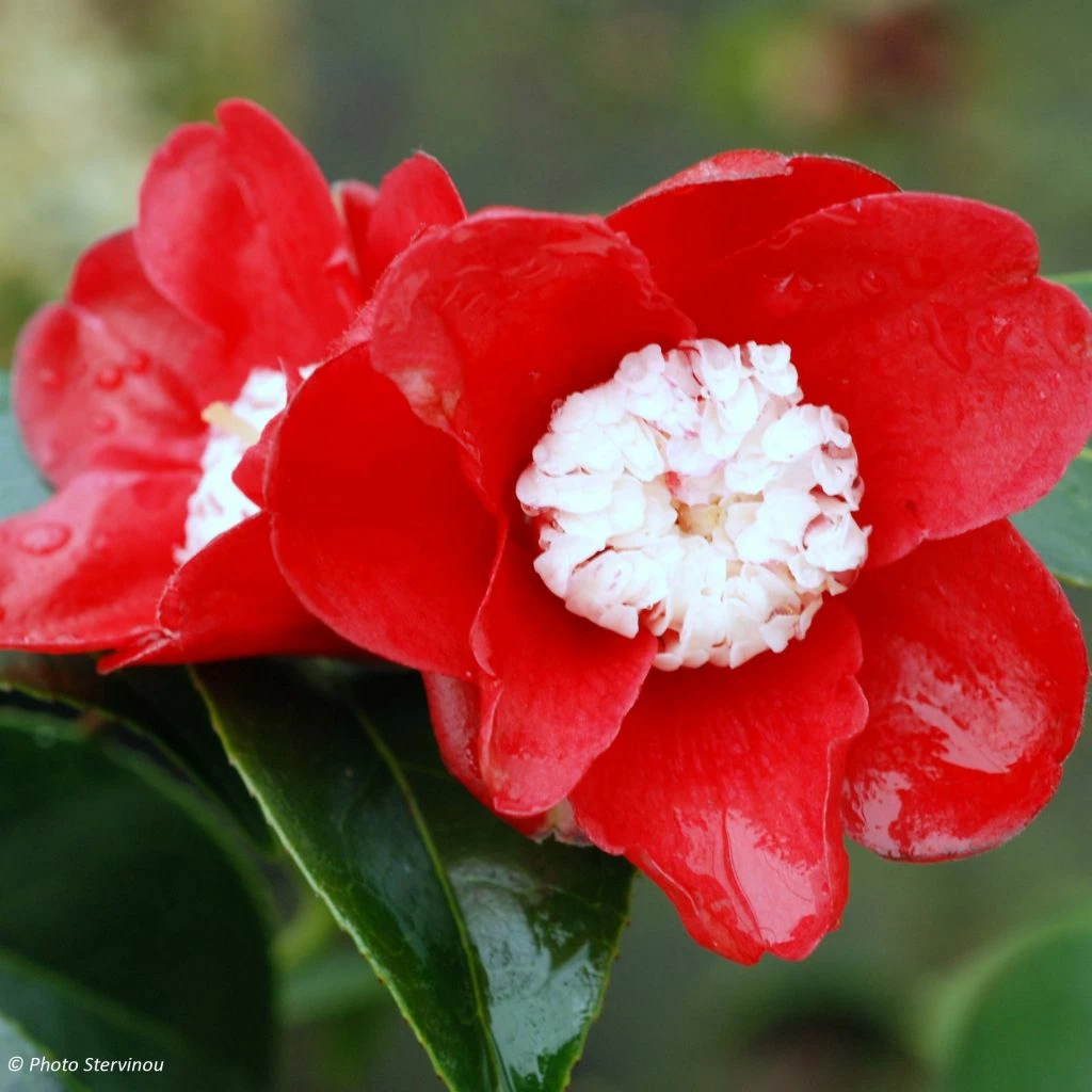 Camélia Bokuhan - Camellia Japonica 3 Camélia Bokuhan - Camellia Japonica