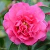 Camelia Fiesta Grande - Camellia (x) Reticulata 2 Camelia Fiesta Grande - Camellia (x) Reticulata -Promesse Fleurs Boutique Camellia Fiesta Grande 85276 1