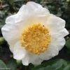 Camelia Fuji - Camellia Japonica De Higo 2 Camelia Fuji - Camellia Japonica De Higo -Promesse Fleurs Boutique Camellia Fuji 85277 1