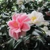 Camélia Lady Vansittart - Camellia Japonica