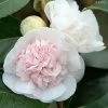 Camélia Marie-Galante - Camellia Japonica 2 Camélia Marie-Galante - Camellia Japonica -Promesse Fleurs Boutique Camellia Marie Galante IF 17345 1
