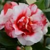 Camélia Midnight Variegated - Camellia Japonica -Promesse Fleurs Boutique Camellia Midnight variegated IF 16643 1