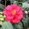 Camélia Blood Of China - Camellia Japonica -Promesse Fleurs Boutique Camellia japonica Blood of China 87690 1