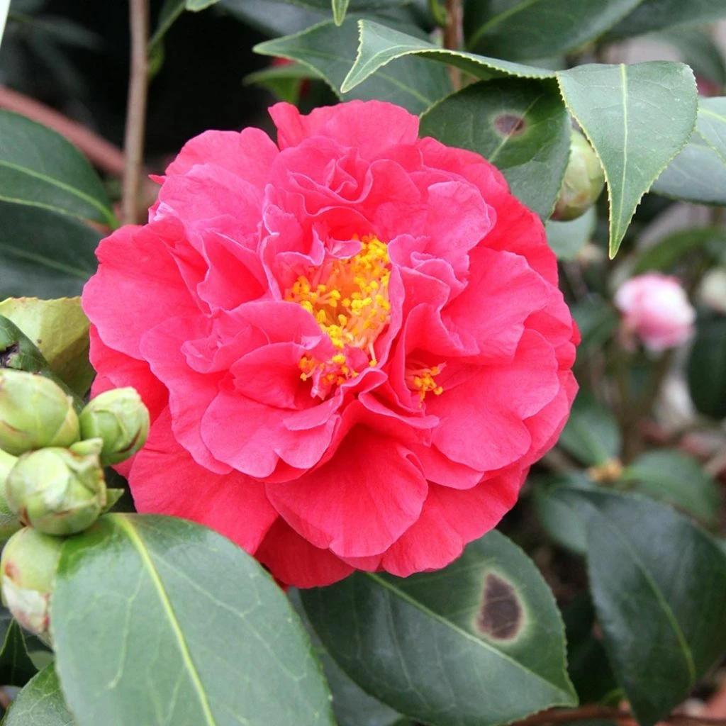 Camélia Blood Of China - Camellia Japonica 3 Camélia Blood Of China - Camellia Japonica