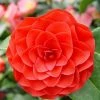 Camélia Roger Hall - Camellia Japonica -Promesse Fleurs Boutique Camellia japonica Roger Hall 89551 1