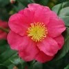 Camélia D'automne - Camellia Sasanqua Sekiyo -Promesse Fleurs Boutique Camellia sasanqua Sekiyo 85526 1