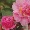 Camélia D Automne - Camellia Sasanqua Showa No Sakae 2 Camélia D Automne - Camellia Sasanqua Showa No Sakae -Promesse Fleurs Boutique Camellia sasanqua Showa no Sakae 7977 1