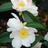 Camélia D'automne - Camellia Sasanqua Survivor -Promesse Fleurs Boutique Camellia sasanqua Survivor 9676 1