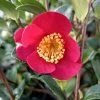 Camélia D'automne - Camellia Sasanqua Yuletide