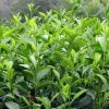 Camélia Sinensis - Théier -Promesse Fleurs Boutique Camellia sinensis 81353 1 1