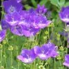 Campanule Carpatica Clips Bleue - Campanule Des Carpates 1 Campanule Carpatica Clips Bleue - Campanule Des Carpates -Promesse Fleurs Boutique Campanule carpatica Clips bleue en pot de 2 3L 89846 1