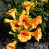 Bignone - Campsis Tagliabuana Summer Jazz Gold -Promesse Fleurs Boutique Campsis radicans Summer Jazz Gold 84460 1