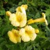 Campsis Radicans Yellow Trumpet (= Flava) - Bignone De Virginie -Promesse Fleurs Boutique Campsis radicans Yellow trumpet 681444 1