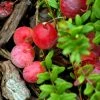 Canneberge Early Black - Vaccinium Macrocarpon - Cranberry 1 Canneberge Early Black - Vaccinium Macrocarpon - Cranberry -Promesse Fleurs Boutique Canneberge Early Black 78040 1