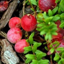 Canneberge Early Black - Vaccinium Macrocarpon - Cranberry