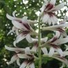 Cardiocrinum Giganteum - Lis Géant De L'Himalaya 2 Cardiocrinum Giganteum - Lis Géant De L'Himalaya -Promesse Fleurs Boutique Cardiocrinum giganteum 82943 1