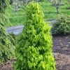 Carpinus Betulus Monumentalis - Charme Commun 2 Carpinus Betulus Monumentalis - Charme Commun -Promesse Fleurs Boutique Carpinus betulus Monumentalis Charme commun V 1004271 1