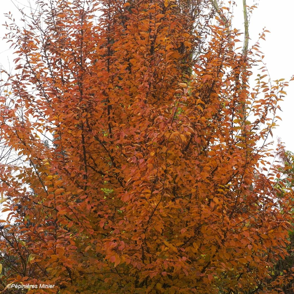 Carpinus Betulus Orange Retz - Charme Commun 3 Carpinus Betulus Orange Retz - Charme Commun