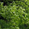 Carpinus Fangiana - Charme De Fang