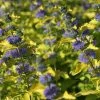 Caryopteris Hint Of Gold 1 Caryopteris Hint Of Gold -Promesse Fleurs Boutique Caryopteris Hint of Gold 85033 1
