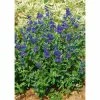 Caryopteris Clandonensis First Choice - Spirée Bleue -Promesse Fleurs Boutique Caryopteris clandonensis First Choice 89414 1