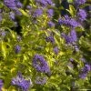 Caryopteris Incana Sunny Blue - Spirée Bleue, Barbe Bleue -Promesse Fleurs Boutique Caryopteris incana Sunny Blue Spiree bleue Barbe bleue copyright 18288 1