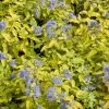 Caryopteris Incana Sunshine Blue - Barbe-bleue, Spirée Bleue -Promesse Fleurs Boutique Caryopteris incana Sunshine Blue 781571 1