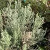 Cassinia Retorta Ward Silver - Buisson Miel