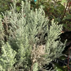 Cassinia Retorta Ward Silver - Buisson Miel