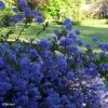 Céanothe Blue Sapphire 2 Céanothe Blue Sapphire -Promesse Fleurs Boutique Ceanothus Blue Sapphire 87735 1