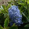 Céanothe Burkwoodii 1 Céanothe Burkwoodii -Promesse Fleurs Boutique Ceanothus Burkwoodii 87736 1