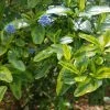 Ceanothus El Dorado - Lilas De Californie -Promesse Fleurs Boutique Ceanothus El Dorado 87217 1