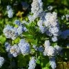 Ceanothus Arboreus Concha - Lilas De Californie -Promesse Fleurs Boutique Ceanothus arboreus Concha 82192 1