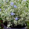 Céanothe Impressus Cool Blue - Lilas De Californie 2 Céanothe Impressus Cool Blue - Lilas De Californie -Promesse Fleurs Boutique Ceanothus impressus Cool Blue 88784 1