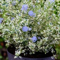 Céanothe Impressus Cool Blue - Lilas De Californie