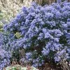 Céanothe Impressus Puget Blue - Lilas De Californie -Promesse Fleurs Boutique Ceanothus impressus Puget blue 87686 1