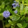 Céanothe Impressus Victoria -Promesse Fleurs Boutique Ceanothus impressus Victoria 83985 1