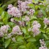 Céanothe Pallidus Marie Rose - Lilas De Californie -Promesse Fleurs Boutique Ceanothus pallidus Marie Rose 781572 1
