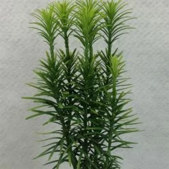 Cephalotaxus Harringtonia Korean Gold - Pin Japonais à Queue De Vache