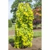 Cercis Canadensis Golden Falls - Gainier Du Canada