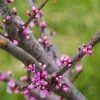 Cercis Canadensis Little Woody - Gainier Du Canada -Promesse Fleurs Boutique Cercis canadensis Little Woody 84399 1