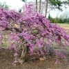 Cercis Canadensis Traveller - Arbre De Judée -Promesse Fleurs Boutique Cercis canadensis Traveller 86398 1